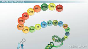 Synthetic polypeptides consist of a repeating sequence of certain amino acids and their primary structures are not as complicated as those in proteins. Polypeptide Chain Definition Structure Synthesis Video Lesson Transcript Study Com