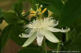 Image result for Passiflora subpeltata