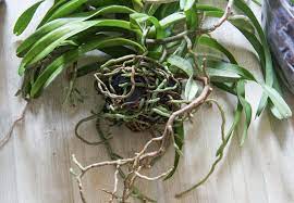 Pin On Orchid Care