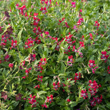 Image result for Cuphea