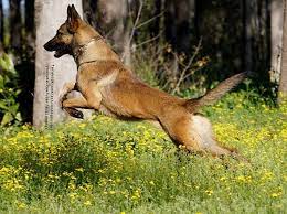 Found On Bing From Www Pinterest Com Belgian Malinois Dog Malinois Dog Belgian Malinois