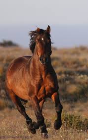 Brumby Australian Wild Horse Wild Horses Wild Horses Photography Horses