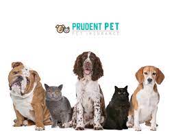 Prudent pet insurance is great! Prudent Pet Insurance Review 365 Pet Insurance