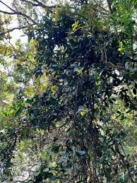 Image result for Acridocarpus natalitius