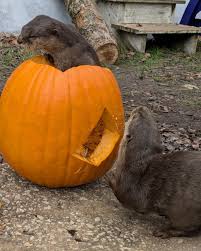 Maggie and Otis close ups🎥🦦