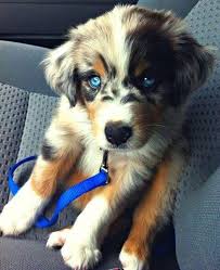 Find golden retriever puppies and breeders in your area and helpful golden retriever information. Croisements Qui Donnent Naissance A Des Chiens Hors Du Commun Husky Golden Retriever Delphine Pctr Up