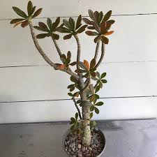 Image result for Dorstenia