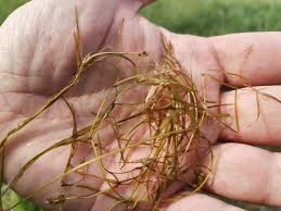 Image result for Potamogeton pusillus