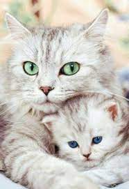 Mom Cat And Baby Kitten Cats Kittens Cats Cutecats Socutebabies Cute Cats Cute Baby Animals Kittens Cutest