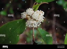 Image result for Croton pseudopulchellus