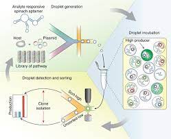 Not only can it be detected whether particles are encapsulated, but also how many and of which type. Rna Aptamers In Droplets Rapid High Throughput Screening For Secretory Phenotypes Nature Communications