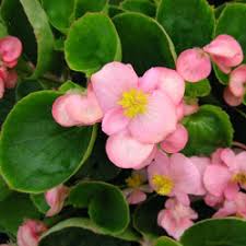 10 plants for shade gardens plants grown. Begonia Green Leaf Pink A Garden Center Duluth Minnesota Plants Trees Shrubs Flowers Annuals Perennials