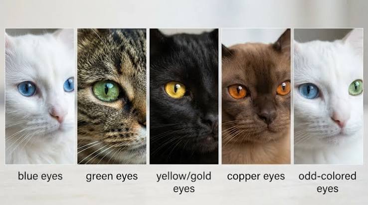 Cat Eyes Meaning: Signs and Care Tips