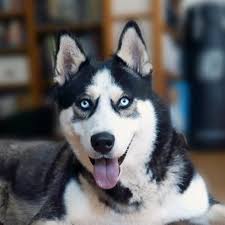 DER GROSSE SPAGAT: Amazon.ca: Sandra Hess, -, INDEPENDANCE PROD: Movies &  TV Shows