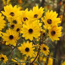 Image result for Helianthus angustifolius