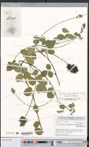 Image result for Eriosema parviflorum