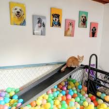 Clínica veterinaria Villa Bigotes