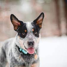 Blue Heeler Australian Cattle Dog Full Profile History And Care