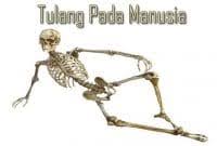 Pada manusia dewasa terdapat setidaknya 206 tulang yang menyusun tubuh manusia. Tulang Penyusun Rangka Manusia Dan Jumlahnya Sekolahan Co Id