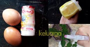 Siapkan dokumen persyaratan dengan lengkap dan uang untuk setoran awal. Buat Baja Organik Guna Dua Bahan Aje Pokok Pun Jadi Gemuk Gemuk Dan Lebat Berbunga Patutlah Viral Hingga 13k Keluarga
