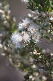 Image result for Commicarpus pilosus