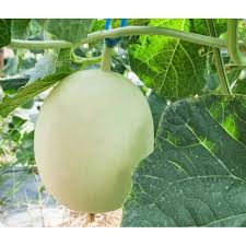 Lanatus dari keluarga cucurbitaceae menjadi kegemaran ramai. Honey Dew Tembikai Susu 10 Biji Benih Shopee Malaysia