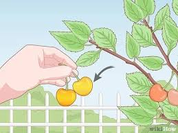Maintain good citrus tree health to reduce the chance and severity of scale infestation, and for the trees to better tolerate insect pests already present. 3 Simple Ways To Deal With Cherry Tree Pests Wikihow