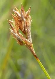 Image result for Dicoma tomentosa