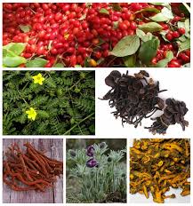 Image result for Gerbera piloselloides