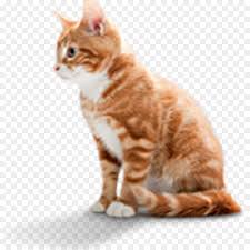 The australian mist cat is a crossbreed that developed from the combination of three known breeds. Dog And Cat Png Download 1024 1024 Free Transparent European Shorthair Png Download Cleanpng Kisspng