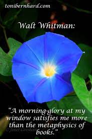 A Morning Glory At My Window Satisfies Me More Than The Metaphysics Of Books Walt Whitman Morning Glory Inspirational Words Walt Whitman