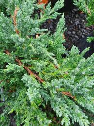 Image result for Juniperus