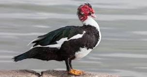 Image result