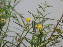 Image result for Aeschynomene fulgida