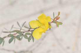 Image result for Chamaecrista plumosa