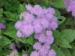 They bloom well in all usda hardiness zones. Accenting With Summer Annual Flowers Foliage Plants Surrounds Landscape Architecture