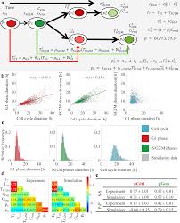 Maybe you would like to learn more about one of these? Mathematical Modelling Reveals Unexpected Inheritance And Variability Patterns Of Cell Cycle Parameters In Mammalian Cells