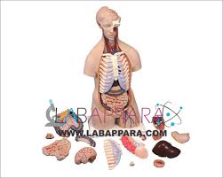 Related posts of muscles of the torso diagram muscle anatomy motion. Human Anatomy Torso Unisex 16 Parts Labappara Scientific Instrument Https Www Labappara Com