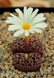 Conophytum Pellucidum Neohallii Silverfontein W Beautiful Flowers Photos Beautiful Flowers Cactus Flower