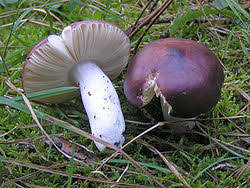 Image result for Russula perlactea
