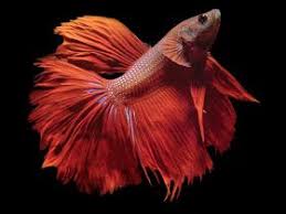 Nice Betta Siamese Fighting Fish Betta Splendens Siamese Fighting Fish Betta Fish Betta
