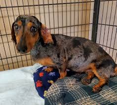 Maybe you would like to learn more about one of these? All Texas Dachshund Rescue Atdr Rescuing Dachshunds In Austin Dallas Ft Worth Houston San Antonio Beyond