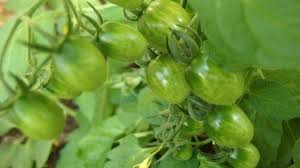 Tomatenfaule Braunfaule Frag Mutti Tomaten Braun Werden Tomaten Sorten