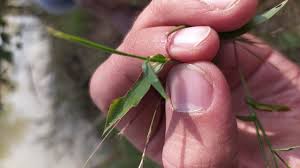 Image result for Arthraxon lancifolius