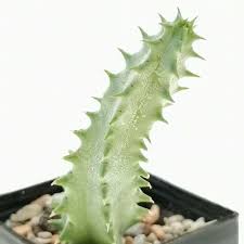 Image result for Huernia thuretii