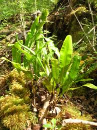 Image result for Elaphoglossum spathulatum