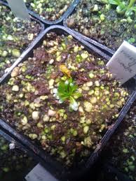 Image result for Genlisea margaretae