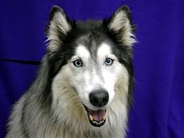 Click through at fido love to search for adoptable dogs or for rehoming a dog to a loving adoptive family. Rogue Oregon Humane Society