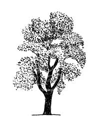 Black And White Tree Drawing Simple Tree Line Drawing With Stippling Effect For Leaves Tree Drawing Black And White Tree Leaf Drawing