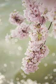 Catherine Mcdonald On Artfully Walls Cherry Blossom Festival Blossom Beautiful Flowers